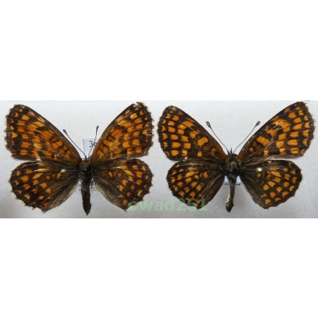 Melitaea athalia (Rottemburg, 1775) pair Poland3e